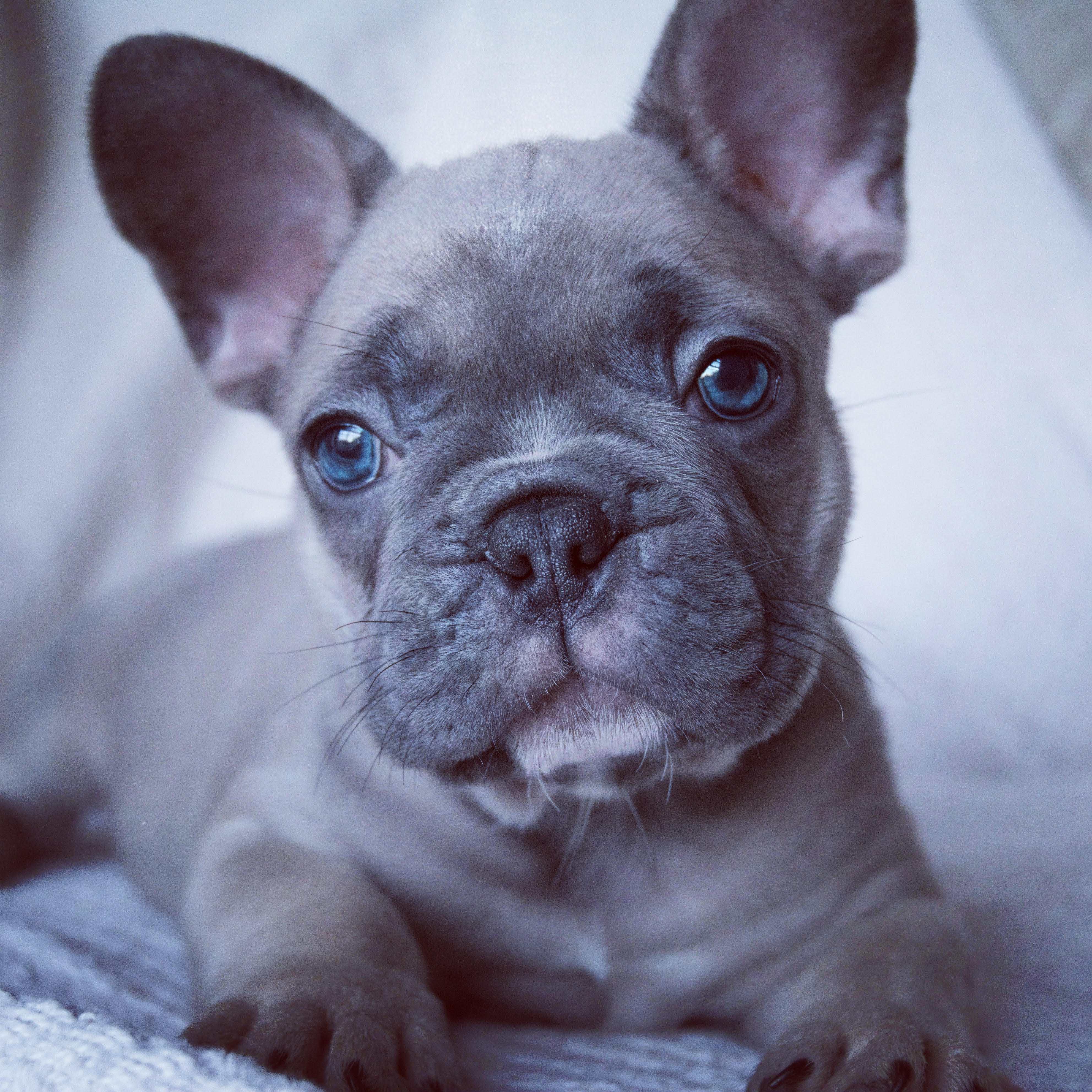 blue eyed french bulldog puppy