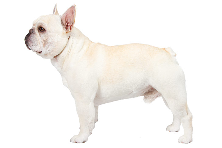 white french bulldog